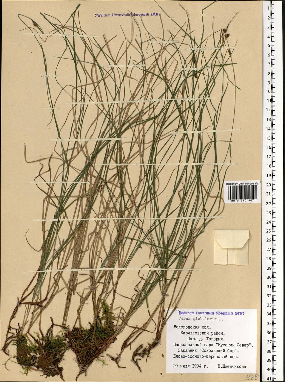 Carex globularis L., Eastern Europe, Northern region (E1) (Russia)