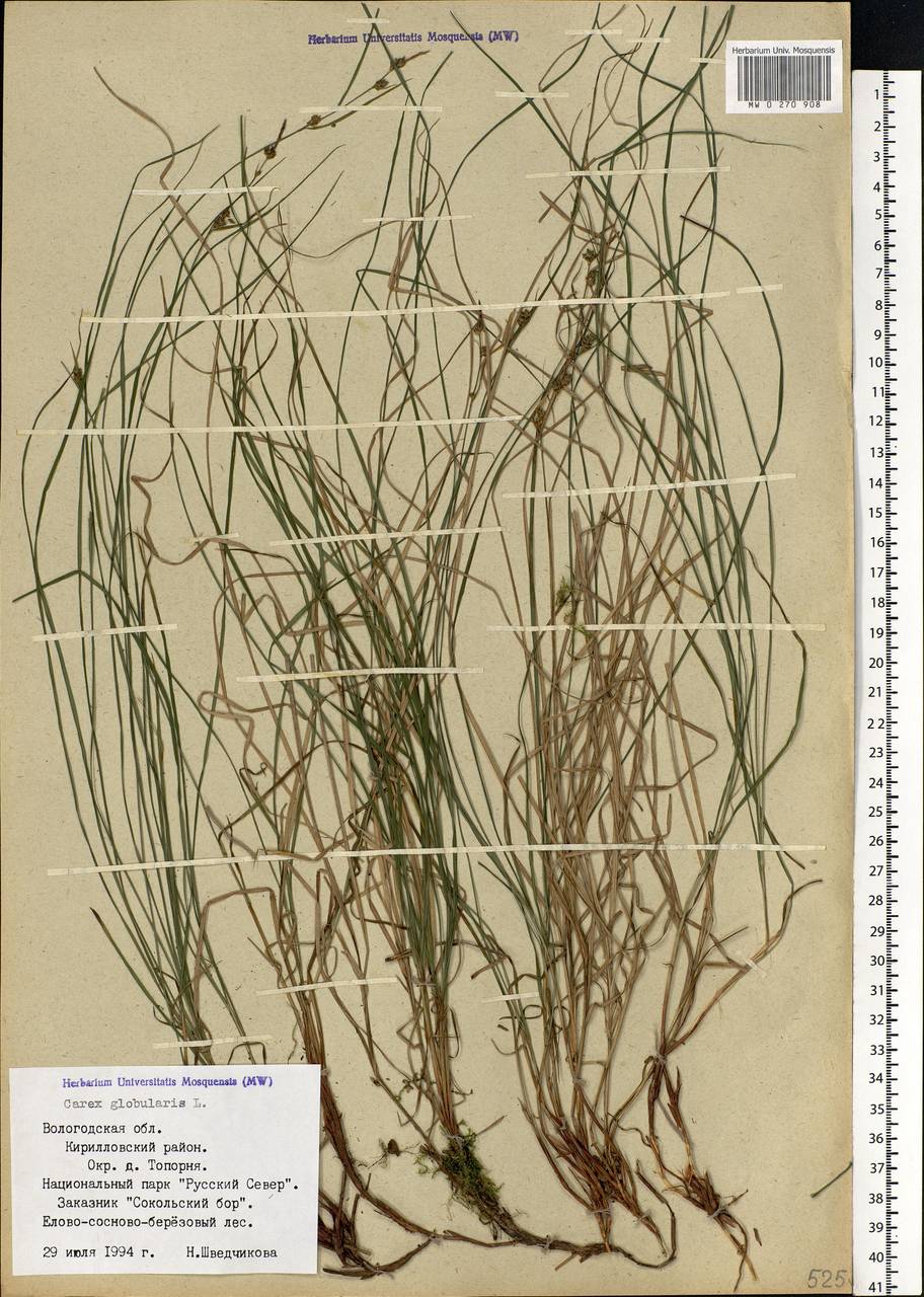 Carex globularis L., Eastern Europe, Northern region (E1) (Russia)