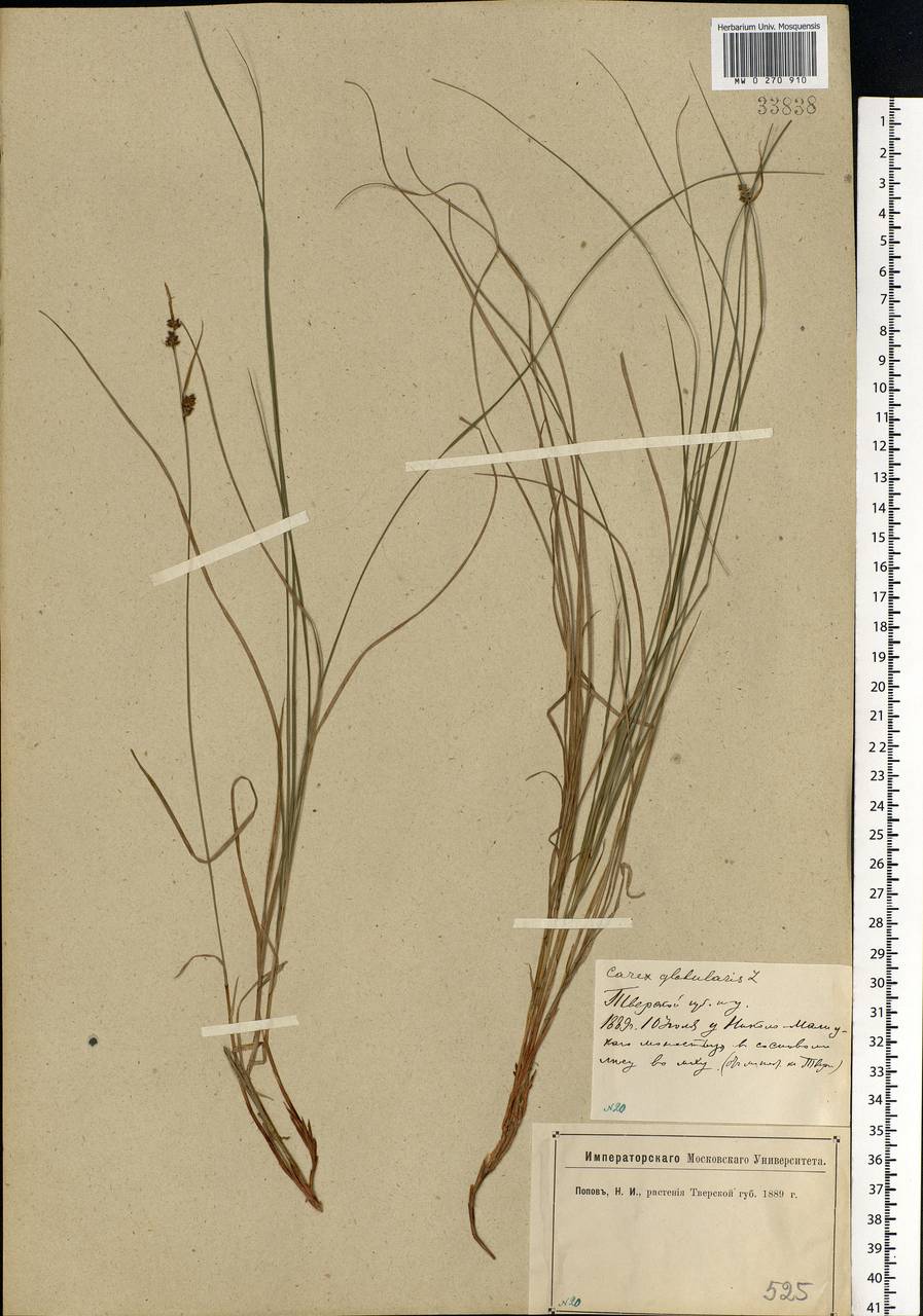 Carex globularis L., Eastern Europe, North-Western region (E2) (Russia)