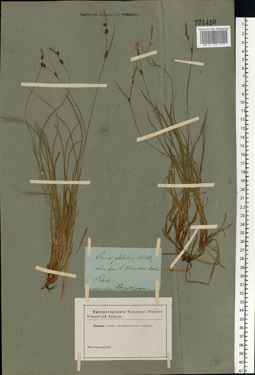 Carex globularis L., Eastern Europe, North-Western region (E2) (Russia)