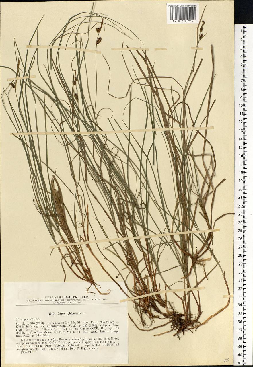Carex globularis L., Eastern Europe, North-Western region (E2) (Russia)