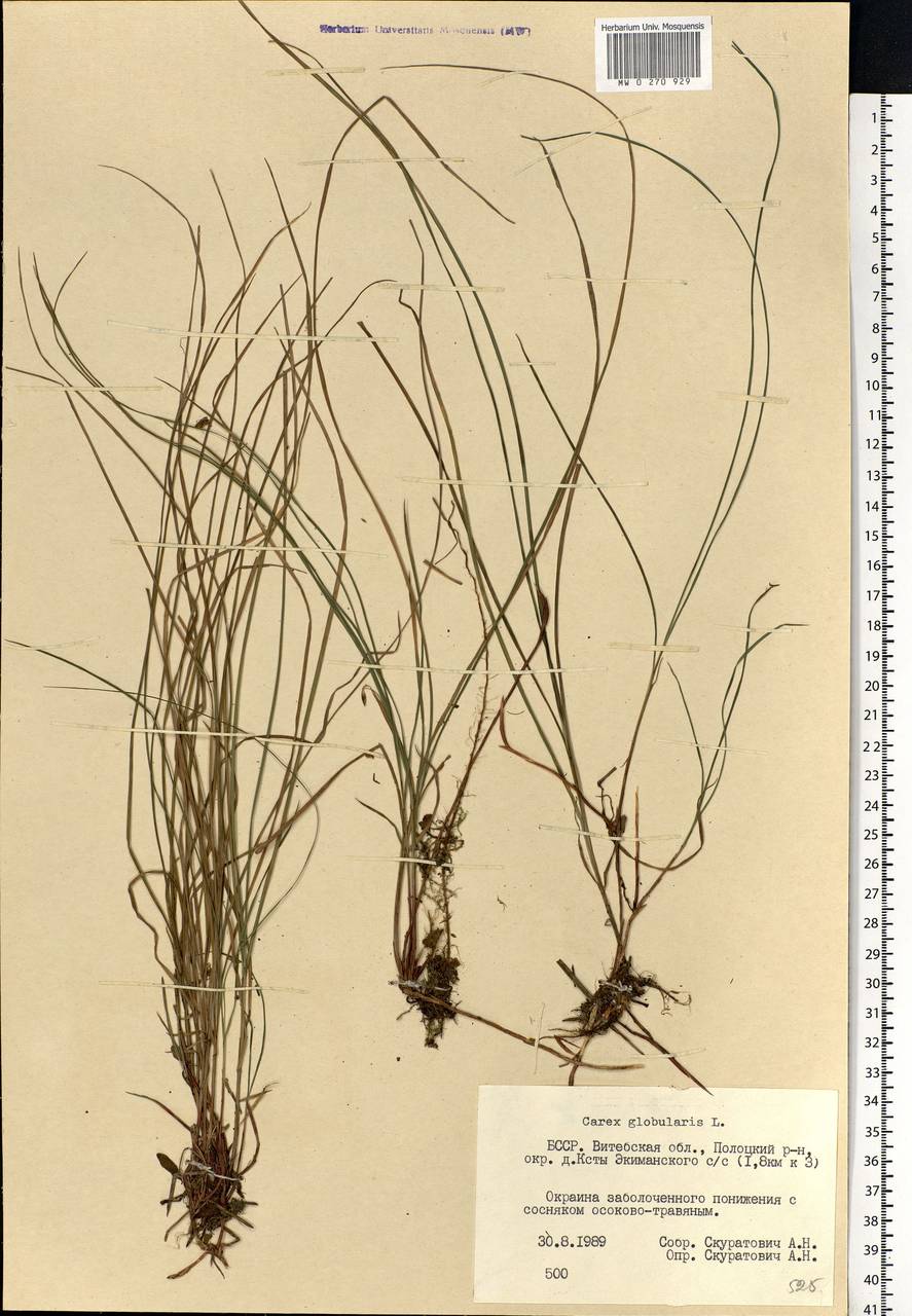 Carex globularis L., Eastern Europe, Belarus (E3a) (Belarus)