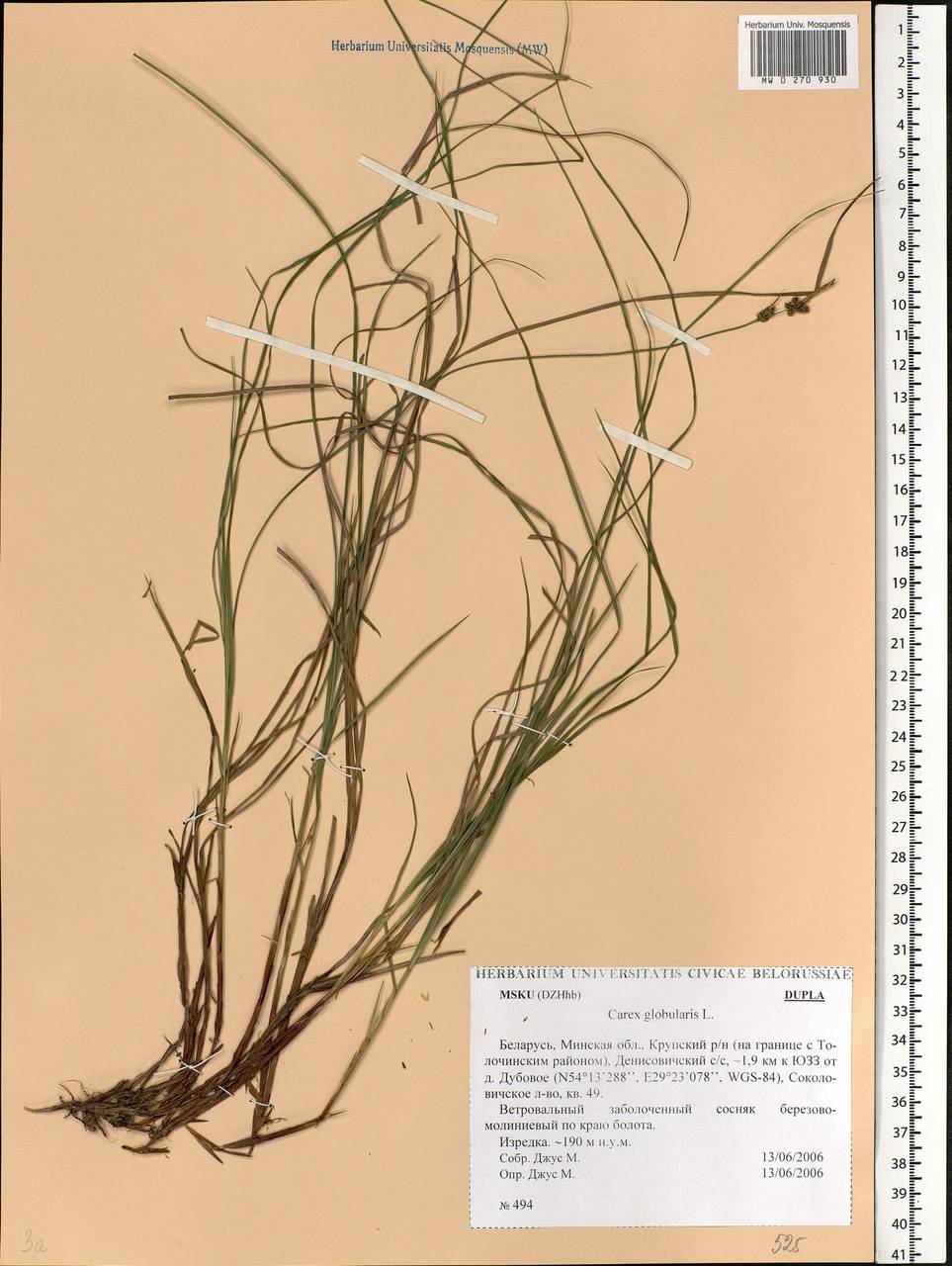 Carex globularis L., Eastern Europe, Belarus (E3a) (Belarus)