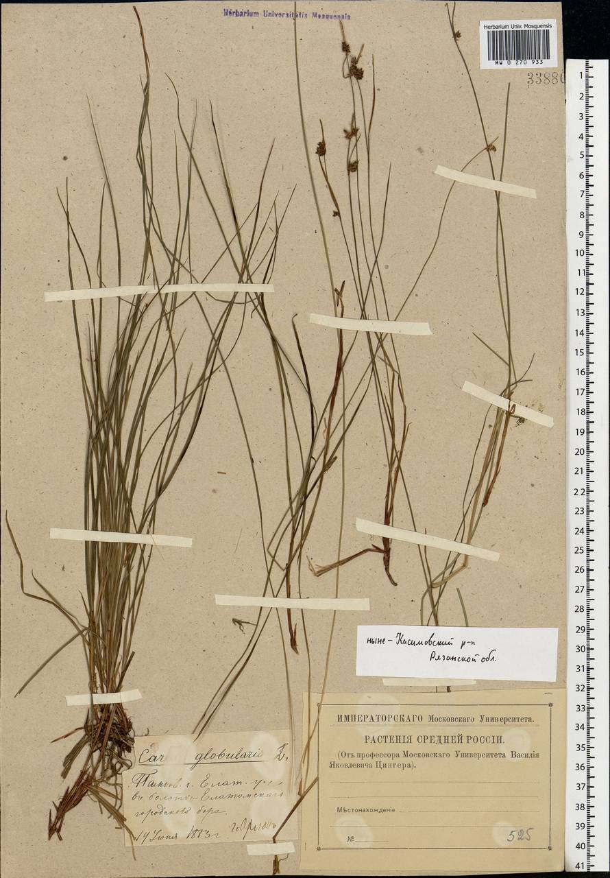 Carex globularis L., Eastern Europe, Central region (E4) (Russia)