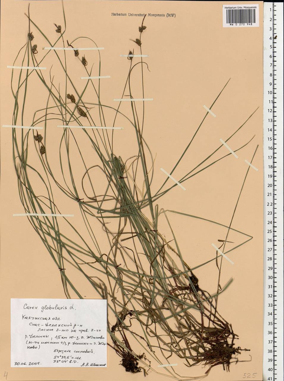 Carex globularis L., Eastern Europe, Central region (E4) (Russia)