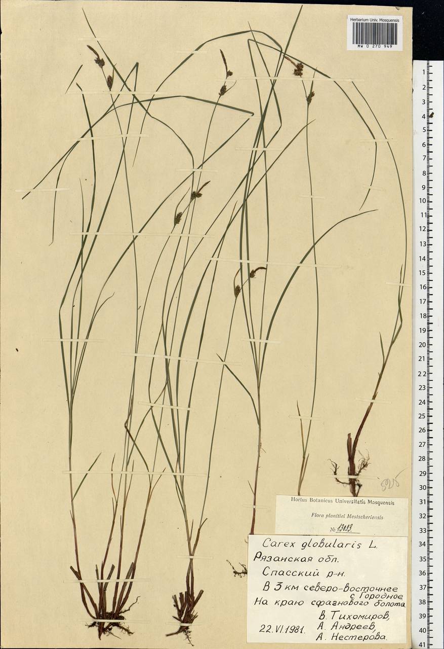 Carex globularis L., Eastern Europe, Central region (E4) (Russia)