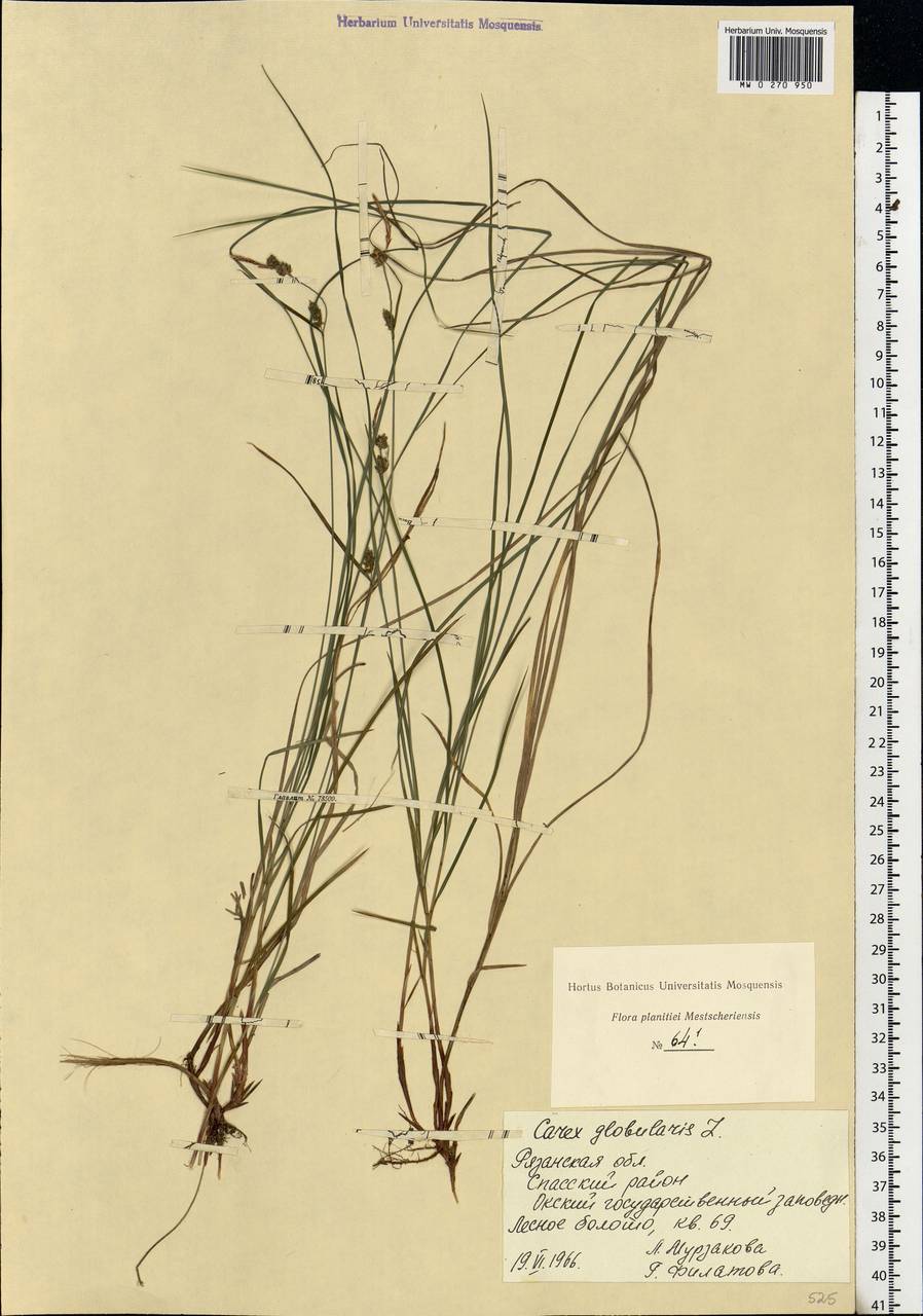 Carex globularis L., Eastern Europe, Central region (E4) (Russia)