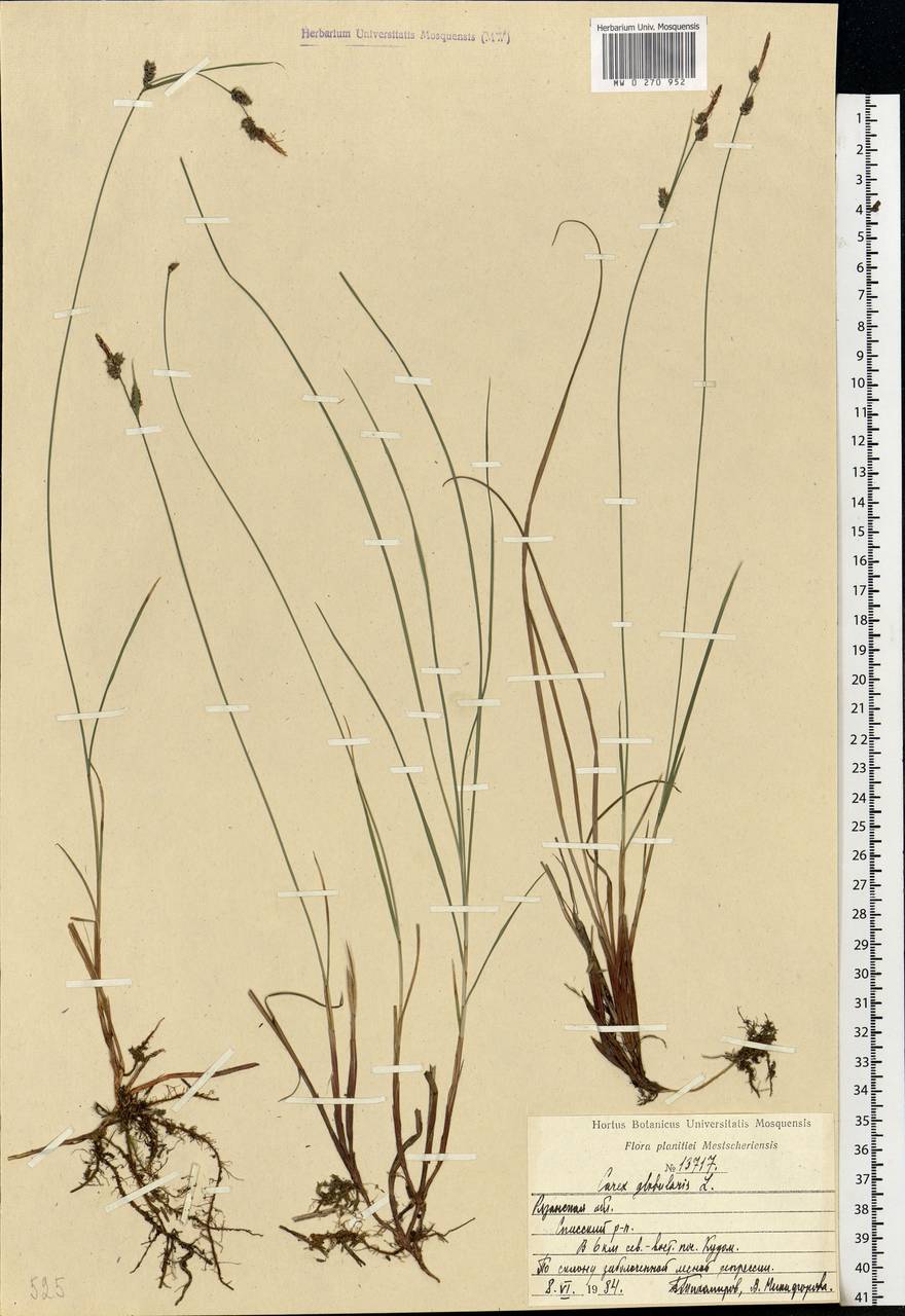 Carex globularis L., Eastern Europe, Central region (E4) (Russia)