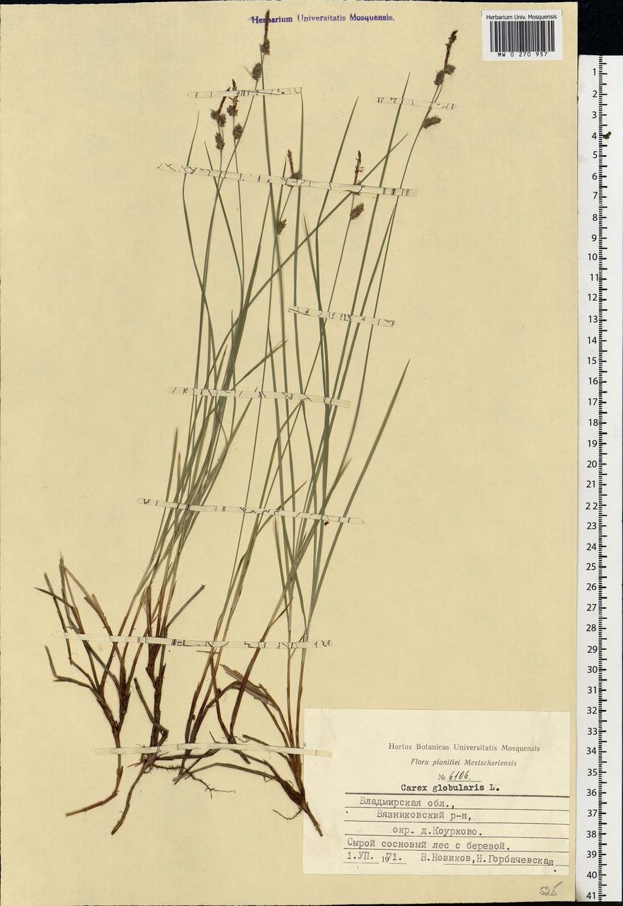 Carex globularis L., Eastern Europe, Central region (E4) (Russia)