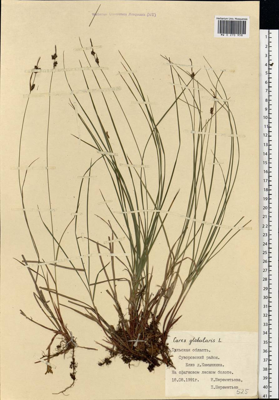 Carex globularis L., Eastern Europe, Central region (E4) (Russia)