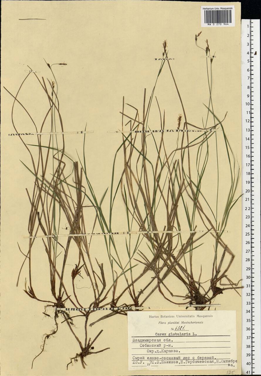 Carex globularis L., Eastern Europe, Central region (E4) (Russia)