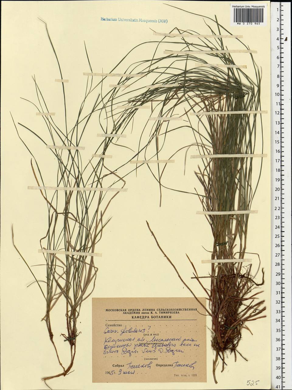 Carex globularis L., Eastern Europe, Central region (E4) (Russia)