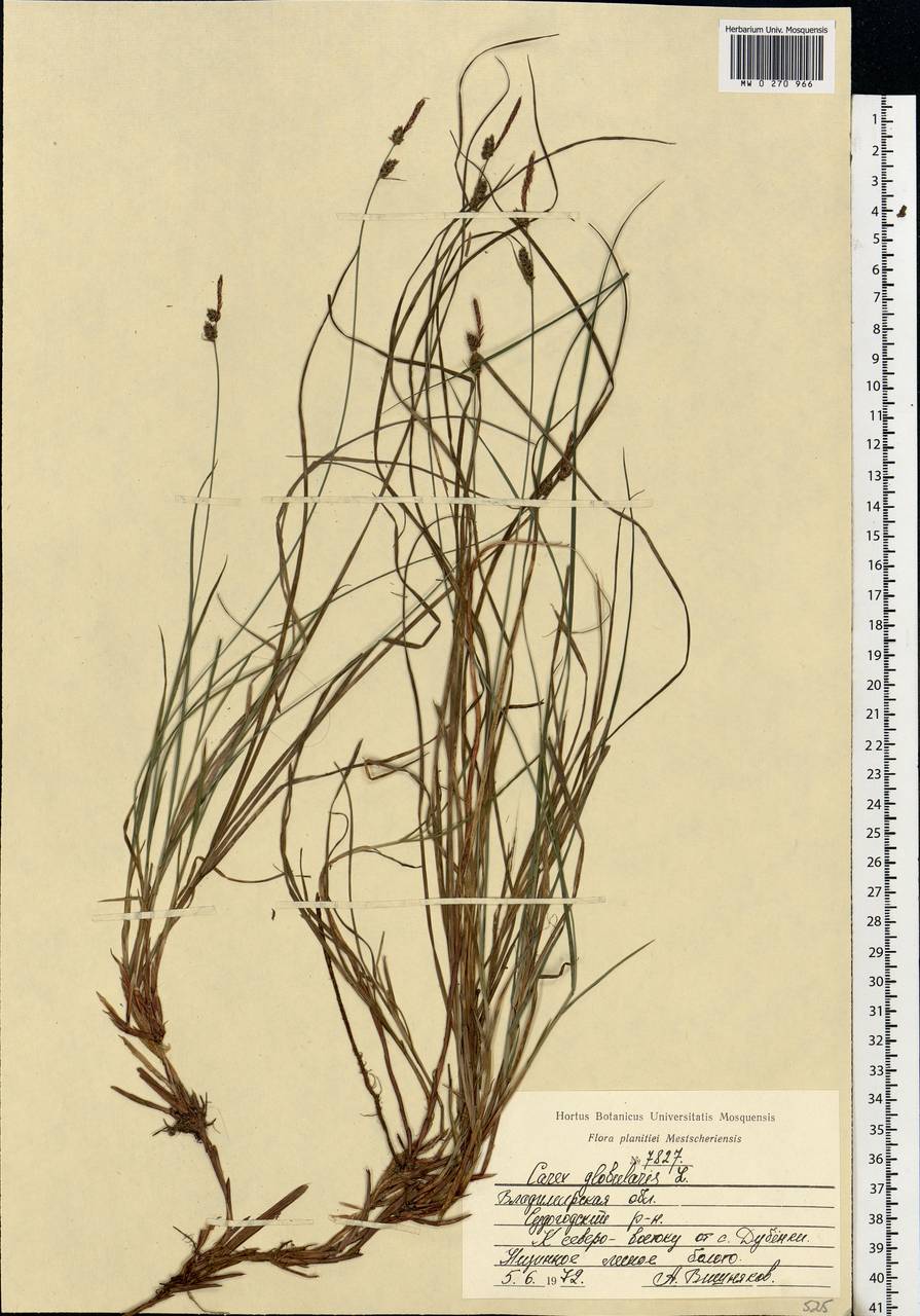 Carex globularis L., Eastern Europe, Central region (E4) (Russia)