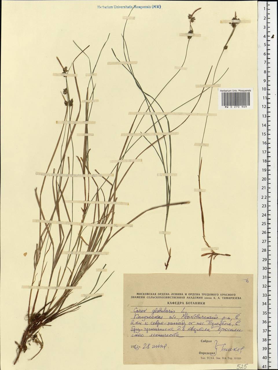 Carex globularis L., Eastern Europe, Central region (E4) (Russia)