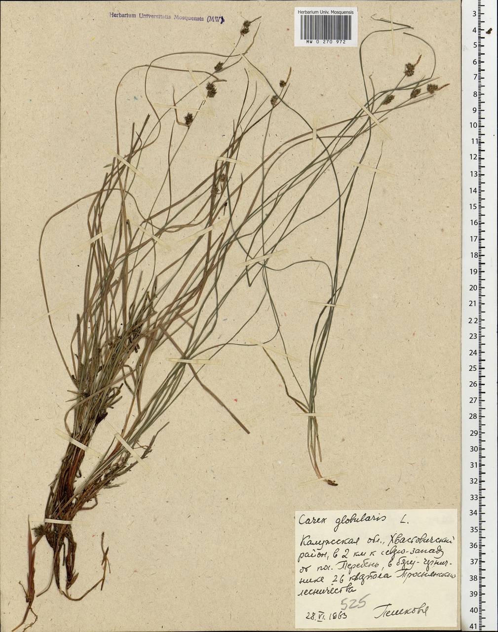 Carex globularis L., Eastern Europe, Central region (E4) (Russia)