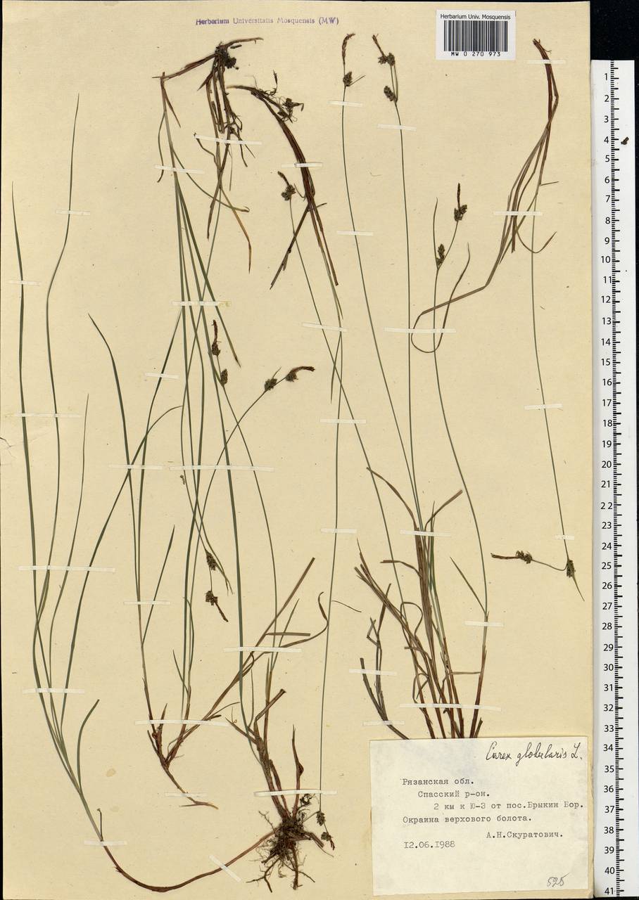 Carex globularis L., Eastern Europe, Central region (E4) (Russia)