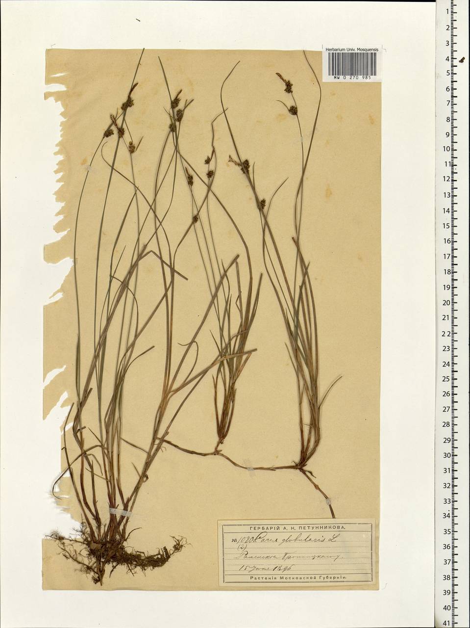 Carex globularis L., Eastern Europe, Moscow region (E4a) (Russia)