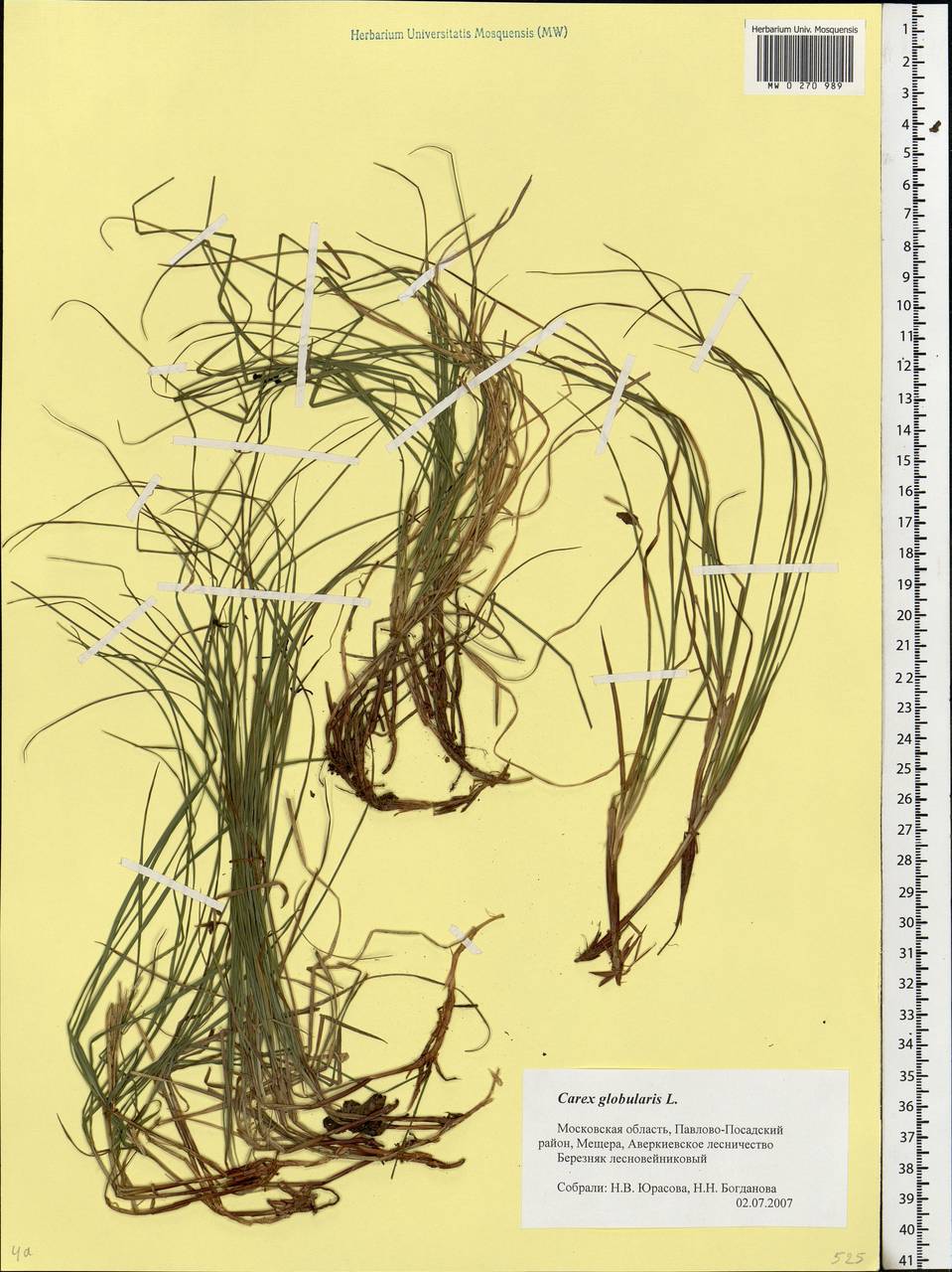 Carex globularis L., Eastern Europe, Moscow region (E4a) (Russia)
