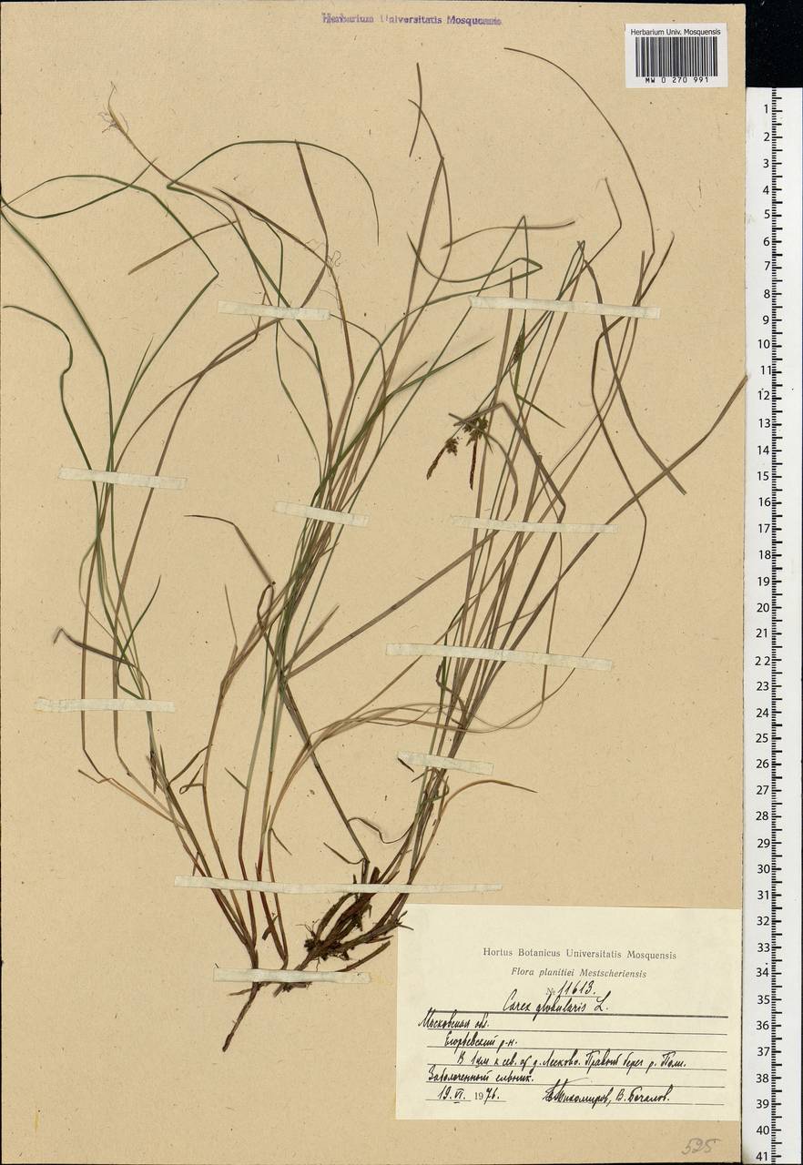 Carex globularis L., Eastern Europe, Moscow region (E4a) (Russia)