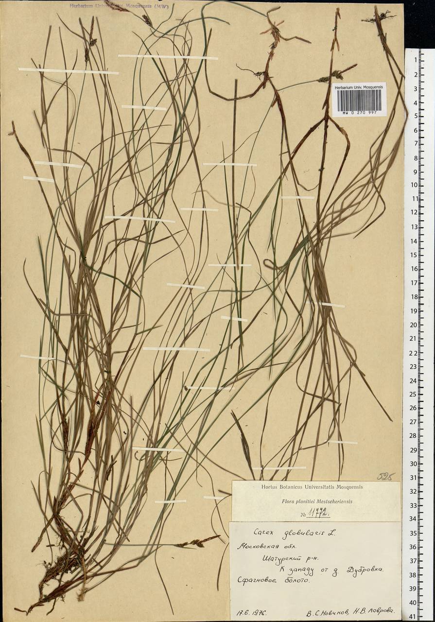 Carex globularis L., Eastern Europe, Moscow region (E4a) (Russia)