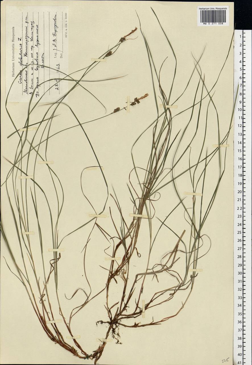 Carex globularis L., Eastern Europe, Moscow region (E4a) (Russia)