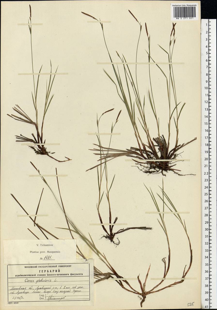 Carex globularis L., Eastern Europe, Moscow region (E4a) (Russia)