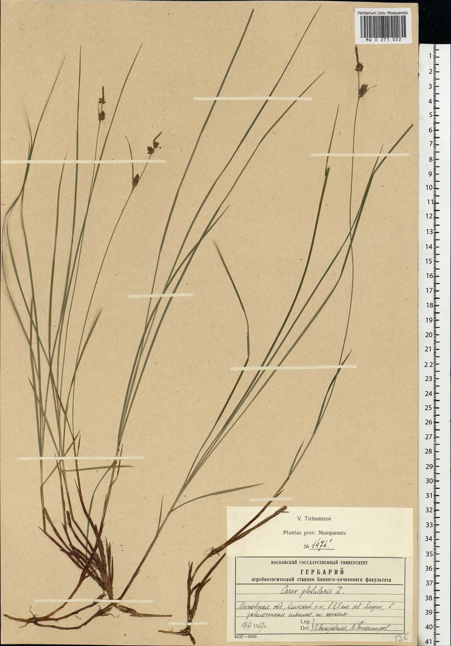 Carex globularis L., Eastern Europe, Moscow region (E4a) (Russia)