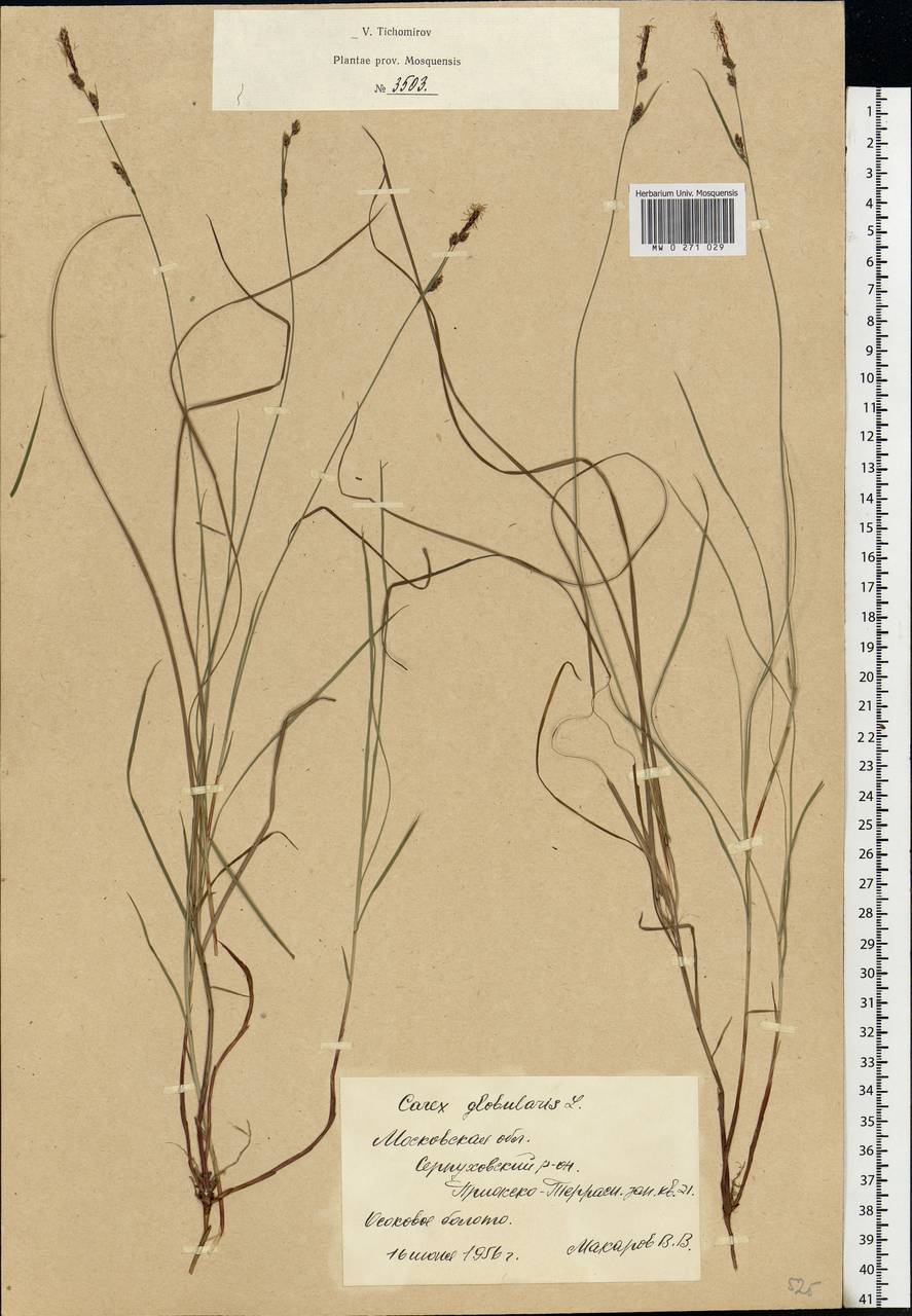 Carex globularis L., Eastern Europe, Moscow region (E4a) (Russia)