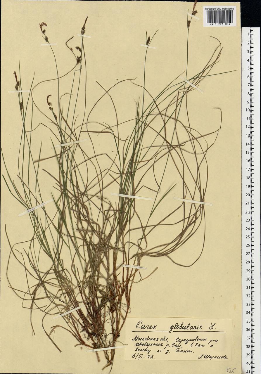 Carex globularis L., Eastern Europe, Moscow region (E4a) (Russia)