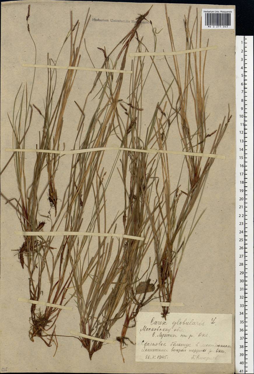 Carex globularis L., Eastern Europe, Moscow region (E4a) (Russia)