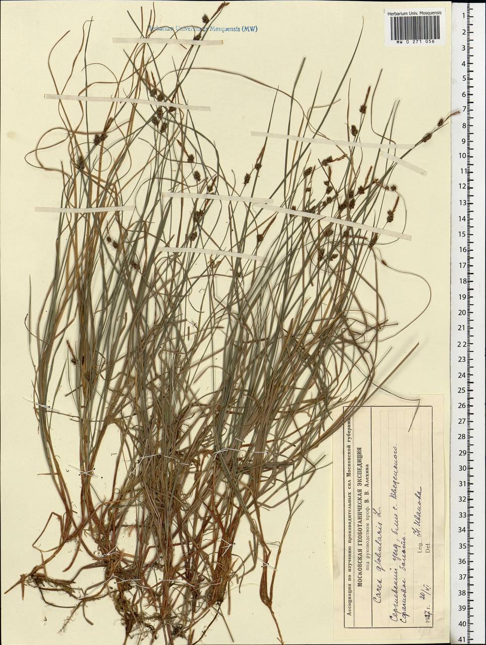 Carex globularis L., Eastern Europe, Moscow region (E4a) (Russia)