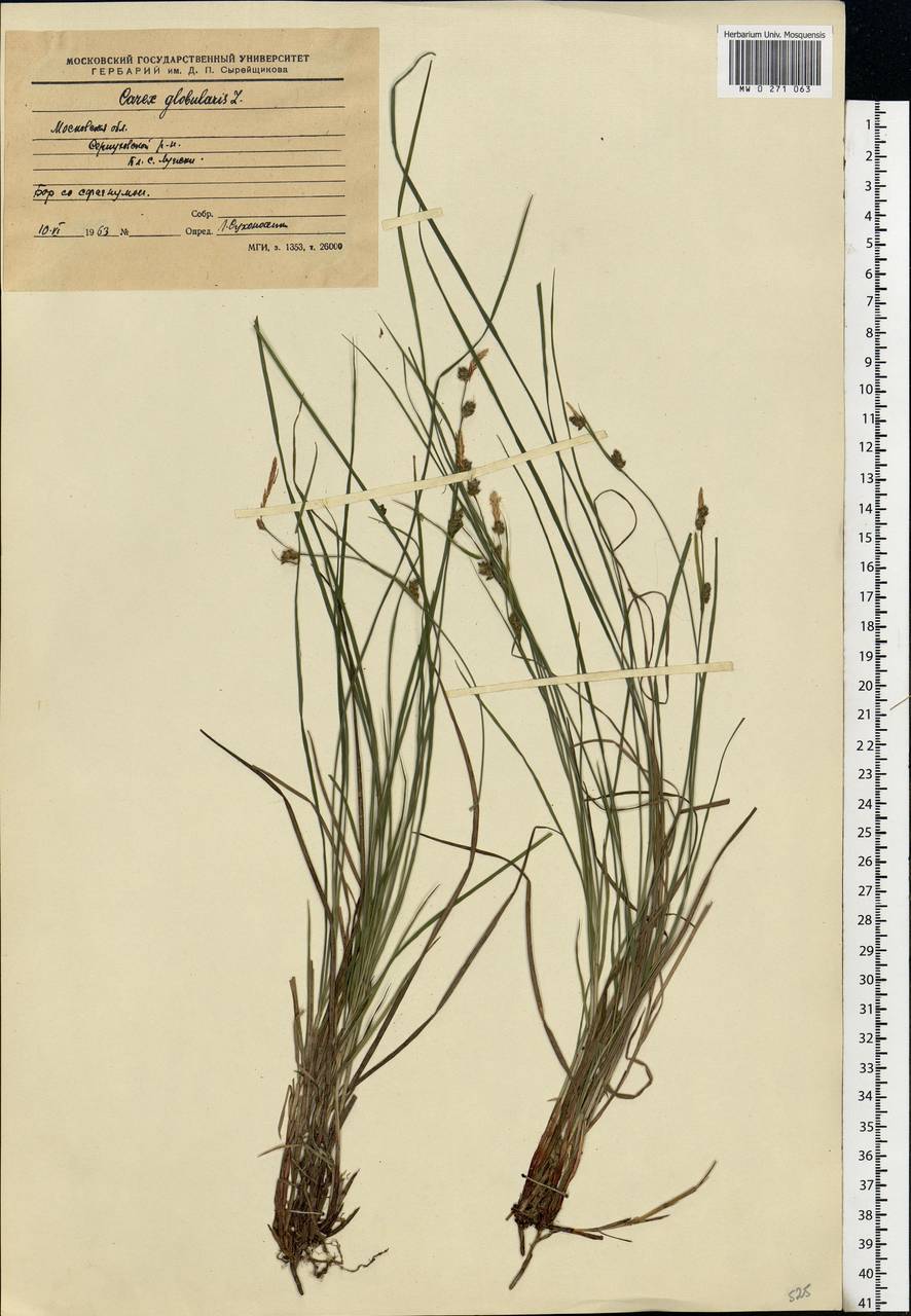 Carex globularis L., Eastern Europe, Moscow region (E4a) (Russia)