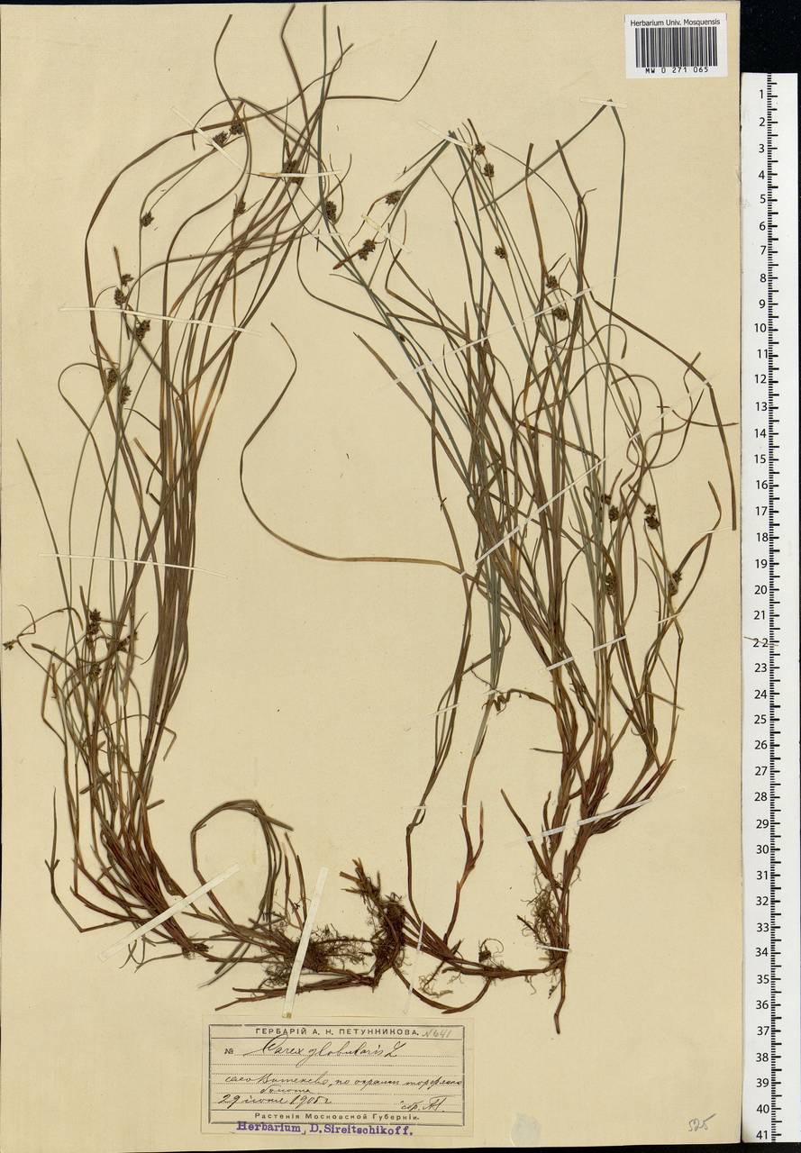 Carex globularis L., Eastern Europe, Moscow region (E4a) (Russia)