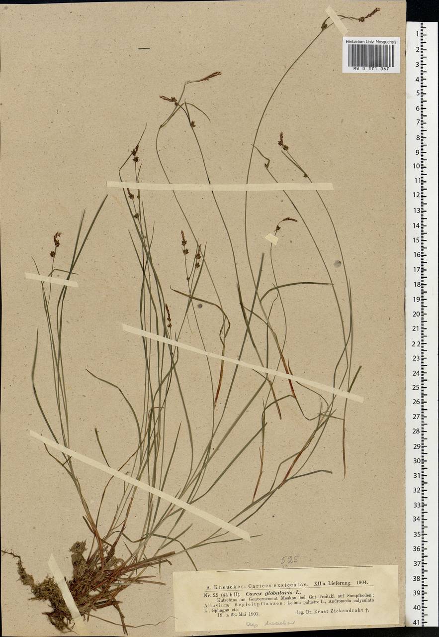 Carex globularis L., Eastern Europe, Moscow region (E4a) (Russia)