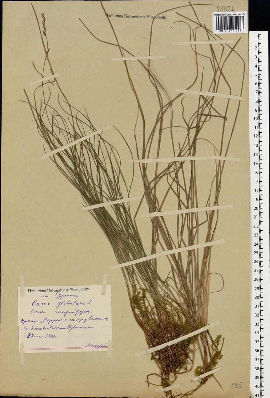 Carex globularis L., Eastern Europe, Central forest region (E5) (Russia)