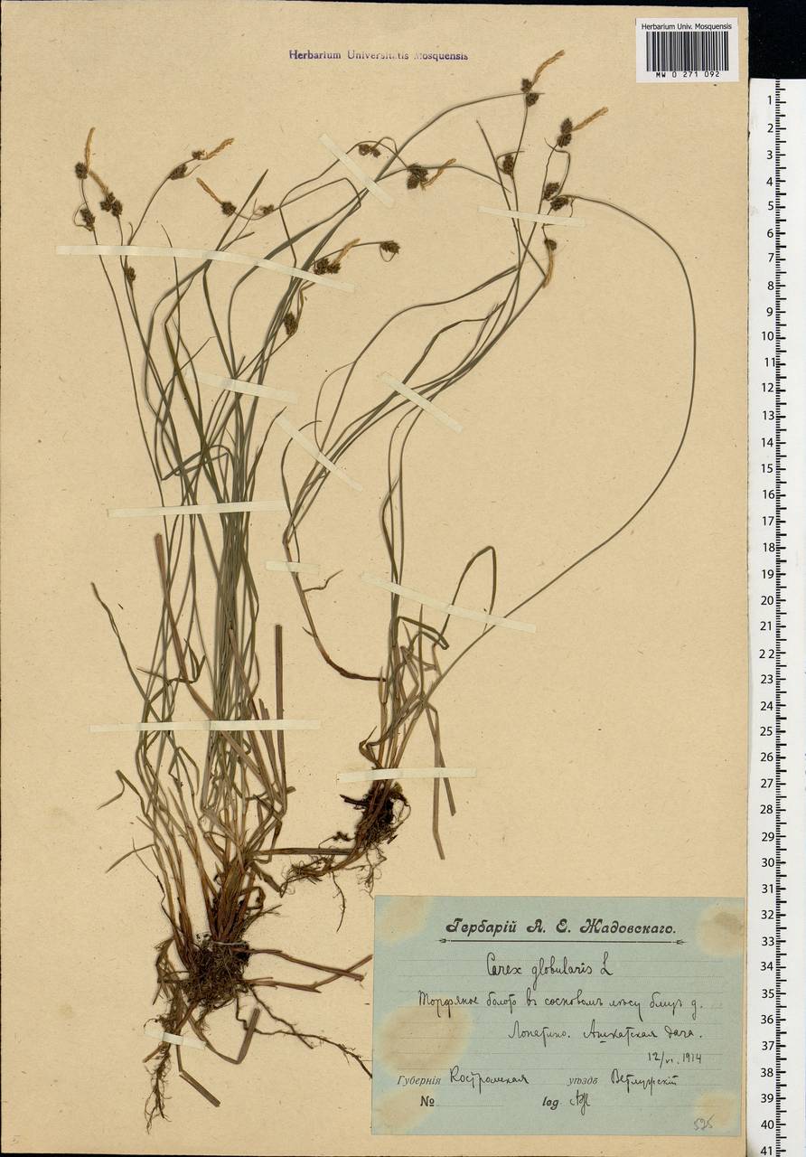 Carex globularis L., Eastern Europe, Central forest region (E5) (Russia)