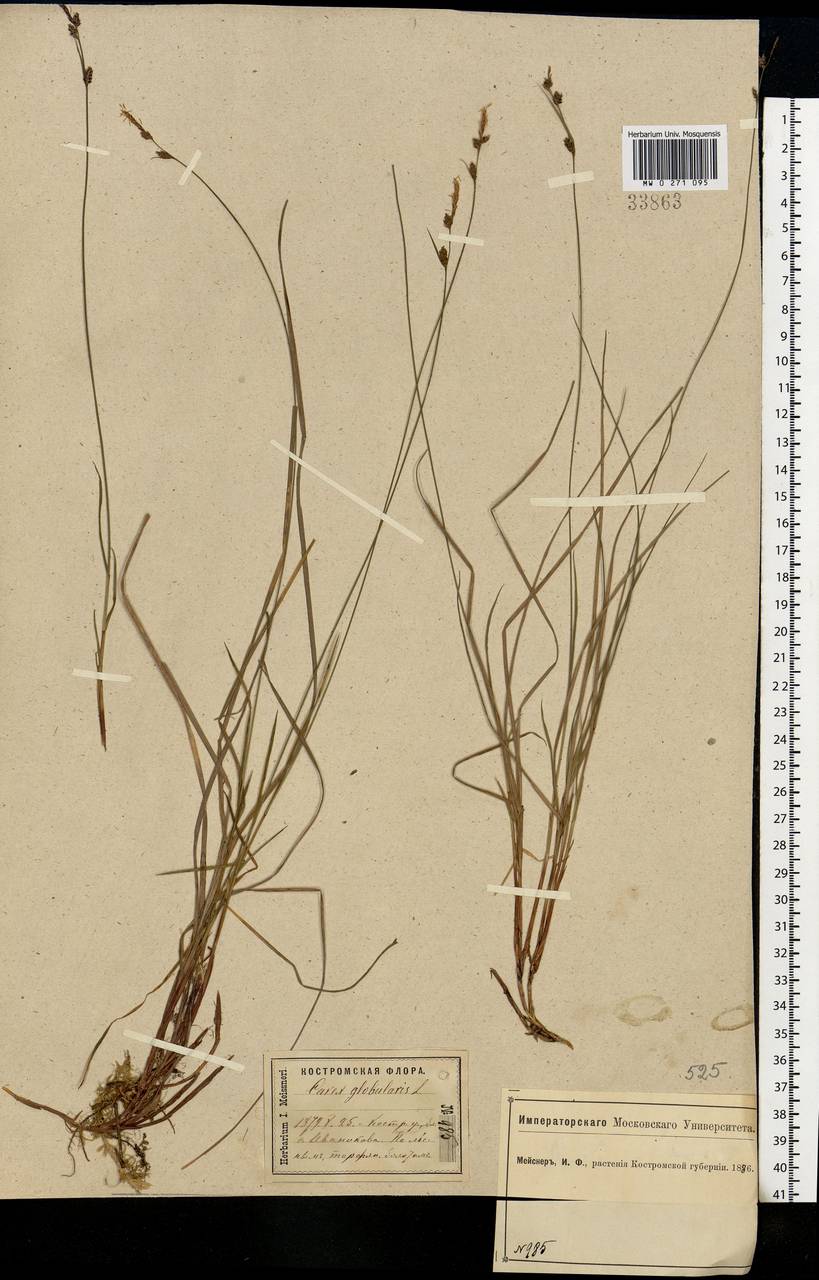 Carex globularis L., Eastern Europe, Central forest region (E5) (Russia)