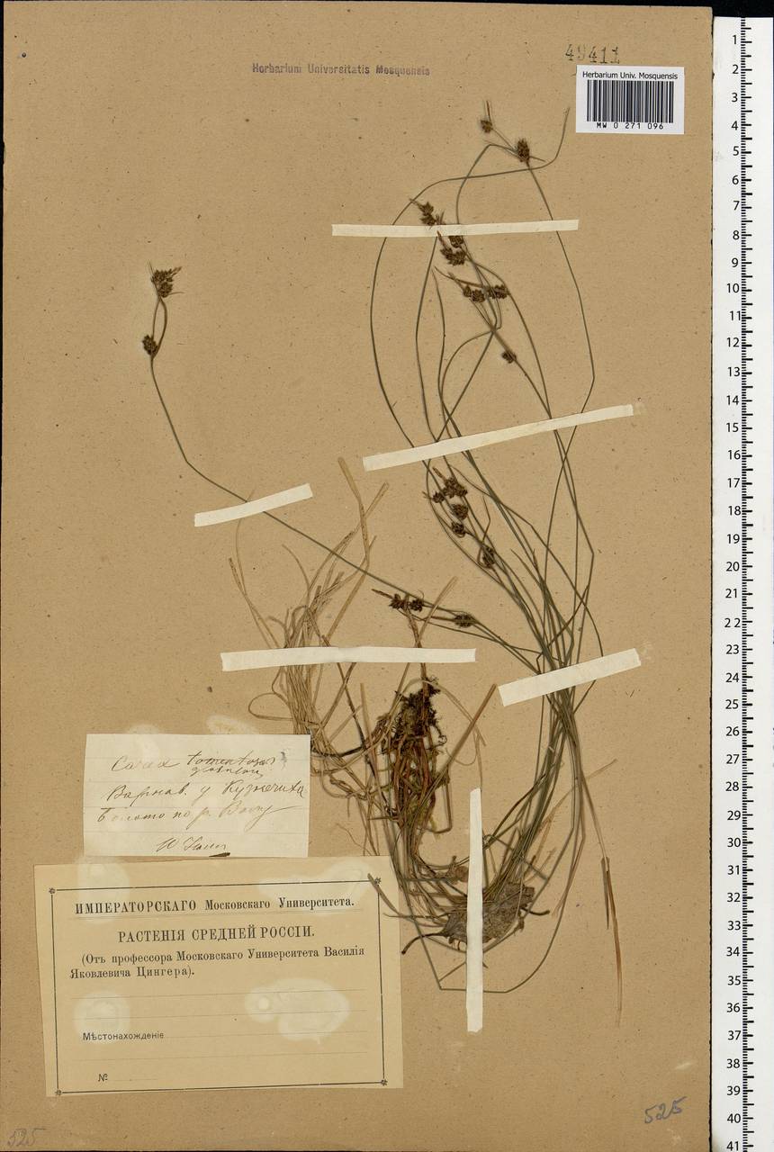 Carex globularis L., Eastern Europe, Volga-Kama region (E7) (Russia)