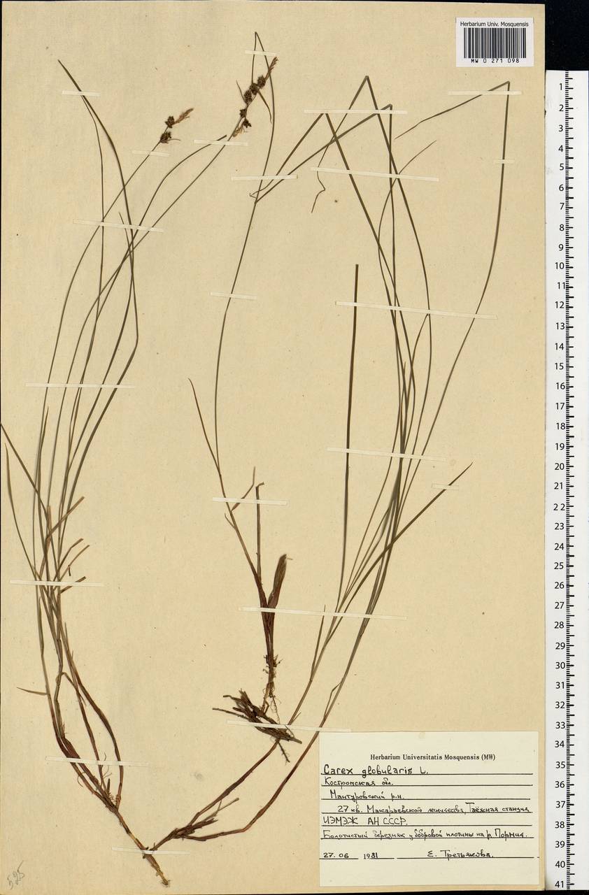 Carex globularis L., Eastern Europe, Central forest region (E5) (Russia)