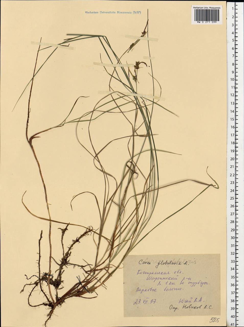 Carex globularis L., Eastern Europe, Central forest region (E5) (Russia)