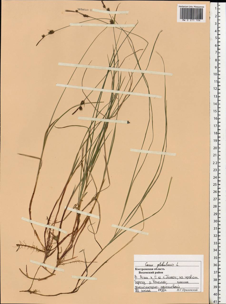 Carex globularis L., Eastern Europe, Central forest region (E5) (Russia)