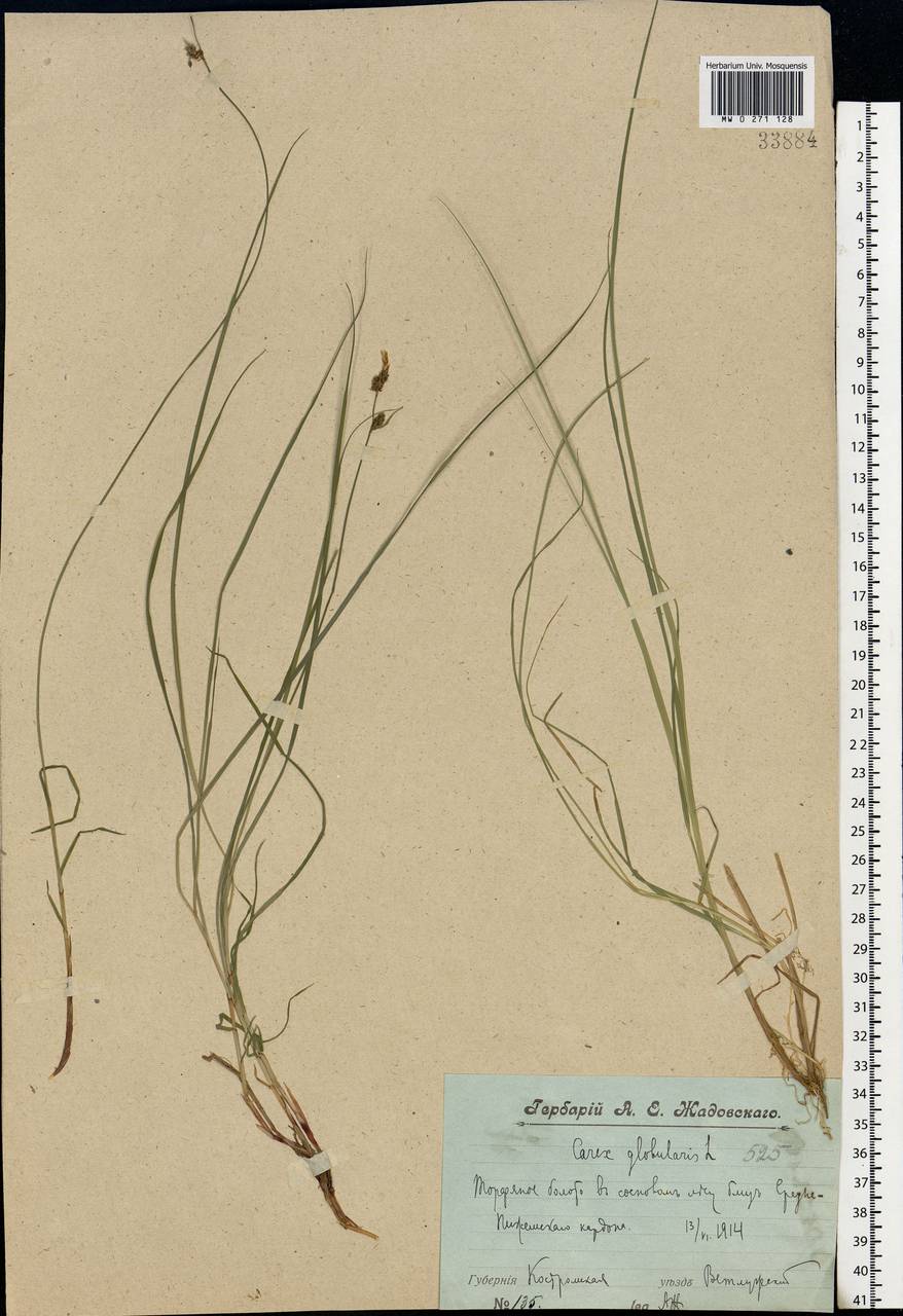 Carex globularis L., Eastern Europe, Volga-Kama region (E7) (Russia)