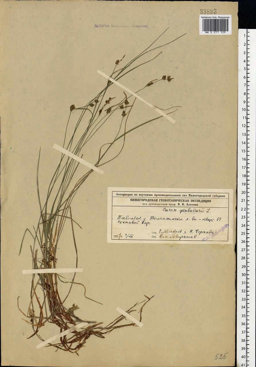 Carex globularis L., Eastern Europe, Volga-Kama region (E7) (Russia)