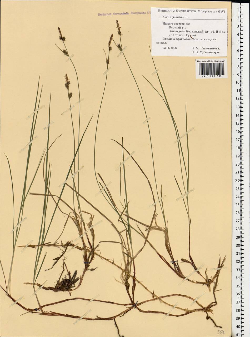 Carex globularis L., Eastern Europe, Volga-Kama region (E7) (Russia)