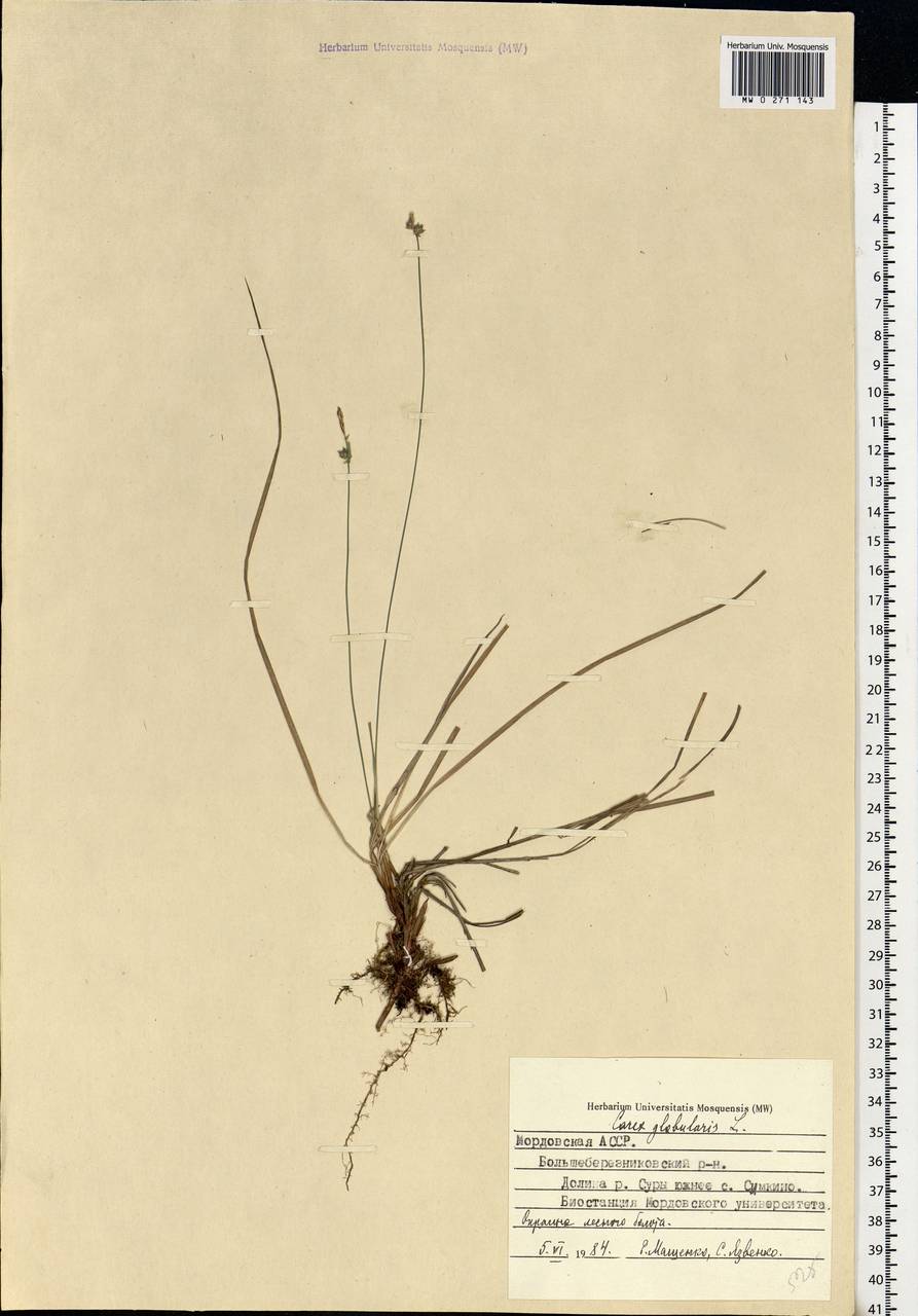 Carex globularis L., Eastern Europe, Middle Volga region (E8) (Russia)