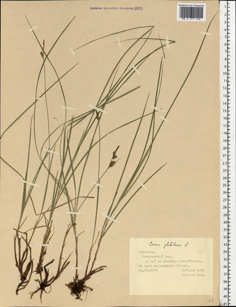 Carex globularis L., Eastern Europe, Middle Volga region (E8) (Russia)