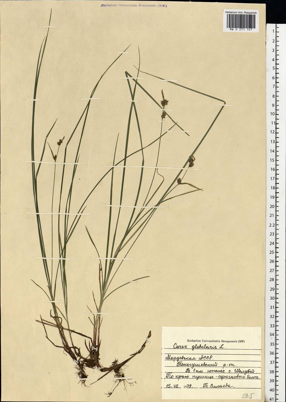 Carex globularis L., Eastern Europe, Middle Volga region (E8) (Russia)