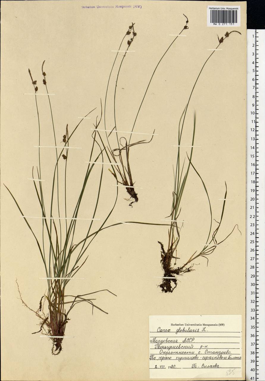 Carex globularis L., Eastern Europe, Middle Volga region (E8) (Russia)