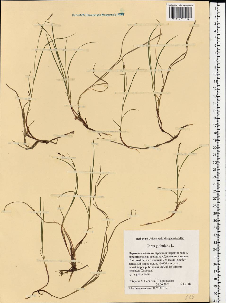 Carex globularis L., Eastern Europe, Eastern region (E10) (Russia)