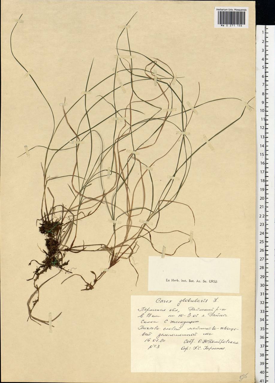 Carex globularis L., Eastern Europe, Eastern region (E10) (Russia)